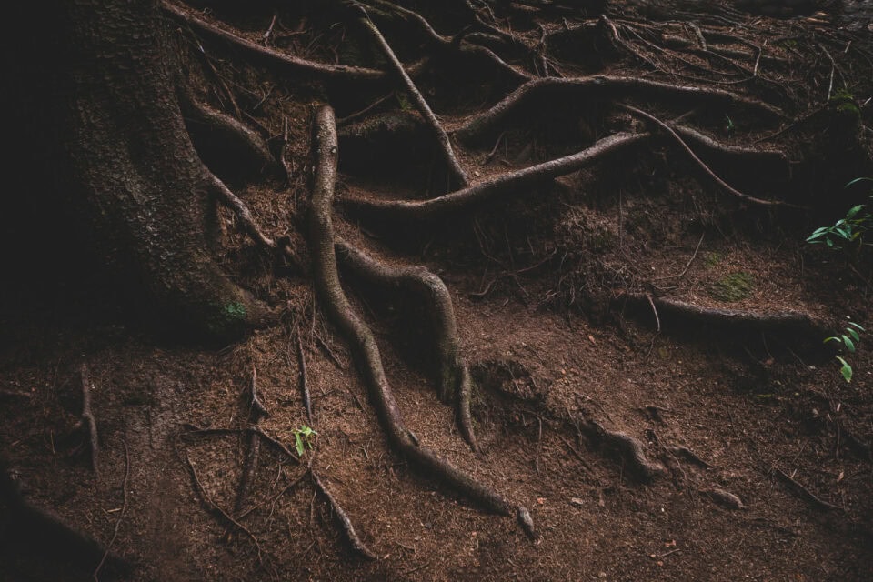 Tree roots...